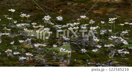 水草　バイカモ　白い花　小さい花 122585219