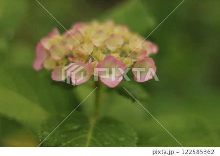 ピンク紫陽花_2024_6_2 ピンク紫陽花_2024_6_2 122585362