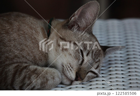 スヤスヤすやすやお昼寝タイム熟睡のサバトラ猫ちゃん スヤスヤすやすやお昼寝タイム熟睡のサバトラ猫ちゃん 122585506