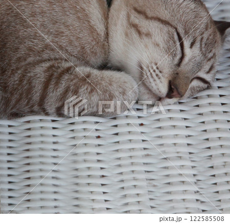 スヤスヤすやすやお昼寝タイム熟睡のサバトラ猫ちゃん 122585508