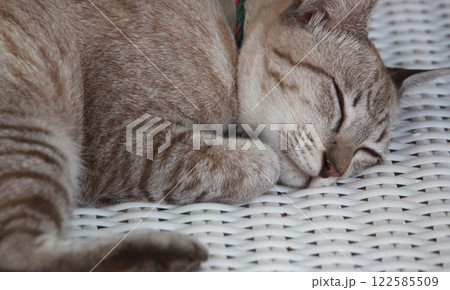 スヤスヤすやすやお昼寝タイム熟睡のサバトラ猫ちゃん スヤスヤすやすやお昼寝タイム熟睡のサバトラ猫ちゃん 122585509
