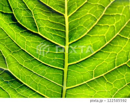 close up of leaf close up of leaf 122585592