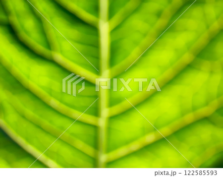 green leaf texture 122585593
