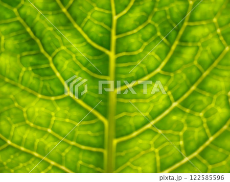 close up of green leaf close up of green leaf 122585596