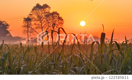 amazing sunrise in the field 122585611