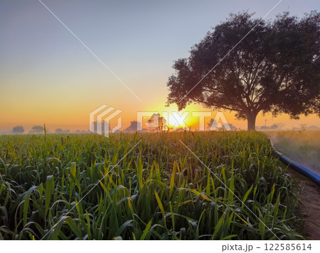 green wheat field in the morning 122585614