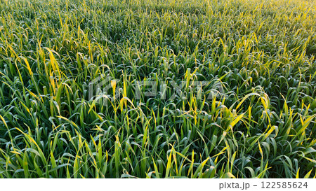 Close up of green wheat growing on the field Close up of green wheat growing on the field 122585624