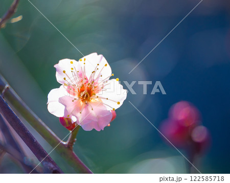 早咲きの梅の花 122585718
