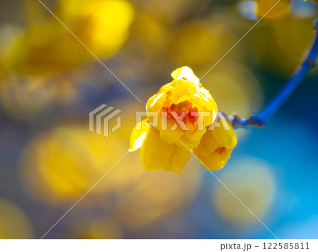 蝋梅の黄色い花 122585811