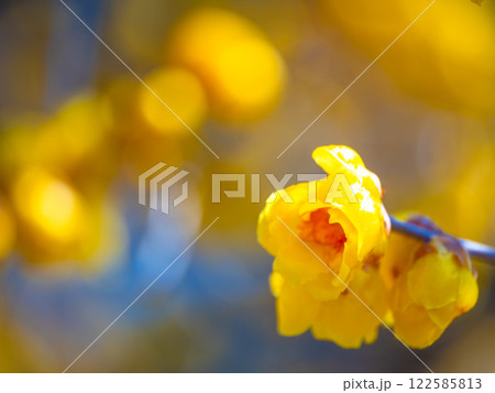 蝋梅の黄色い花 122585813
