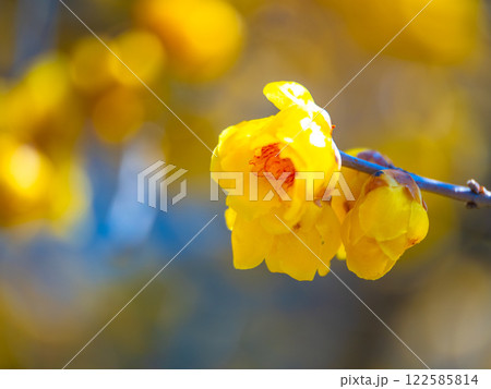 蝋梅の黄色い花 蝋梅の黄色い花 122585814