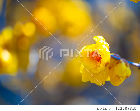 蝋梅の黄色い花 蝋梅の黄色い花 122585819