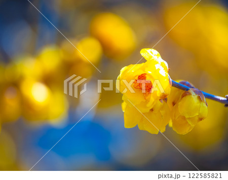 蝋梅の黄色い花 蝋梅の黄色い花 122585821