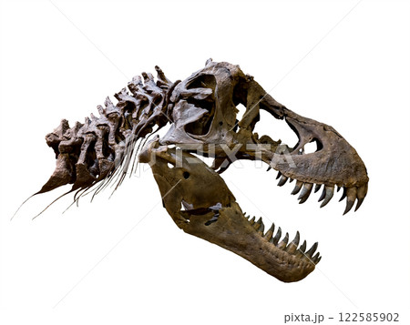 Fossil Bone Skull and Jaws of Tyrannosaurus rex (T-rex). isolated on white background. Clipping path. 122585902