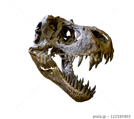 Fossil Bone Skull and Jaws of Tyrannosaurus rex (T-rex). isolated on white background. Clipping path. 122585903