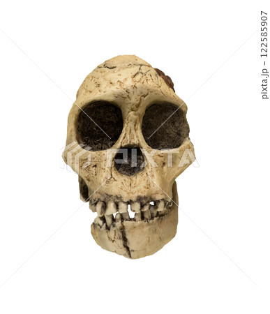 Skull of australopithecus africanus dated to 2.5 million years ago isolated on white background. Clipping path. 122585907