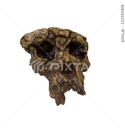 Sahelanthropus tchadensis Skull (Toumai). Discovered in 2001 in Djurab desert in Northern Chad , Central africa . Dated to 7-6 million years ago isolated on whtie background. Clipping path. 122585908