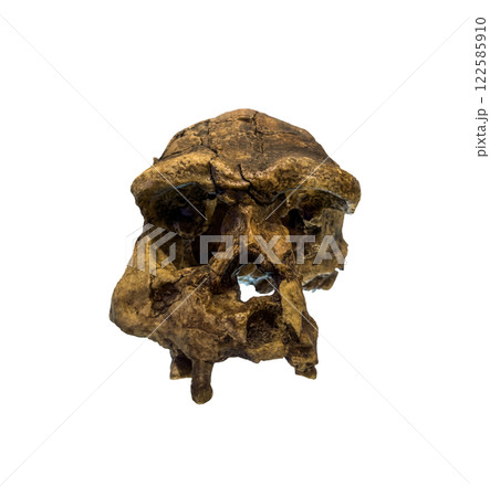Erectus skull. Discovered in 1969 in Sangiran, Java, Indonesia. Dated to 1 million years ago. isolated on white background and Clipping path. 122585910