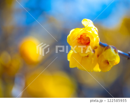 蝋梅の黄色い花 蝋梅の黄色い花 122585935