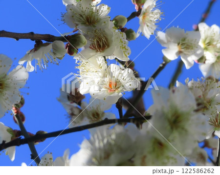 青空に映える白梅にあたる光 122586262