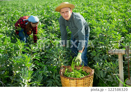 Man farmer gathers ripe beans in garden Man farmer gathers ripe beans in garden 122586320