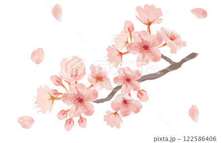 水彩で描いた桜のイラスト 122586406
