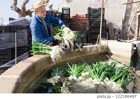 Farm worker washing freshly harvested spring onions Farm worker washing freshly harvested spring onions 122586497