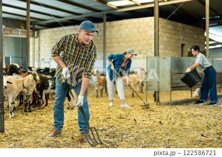 Young male farmer in plaid shirt feeding domestic animals with hay organic food on goat farm. Meat and dairy production 122586721