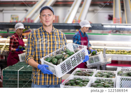 Skilled warehouse employee carrying box with selected avocados Skilled warehouse employee carrying box with selected avocados 122586934