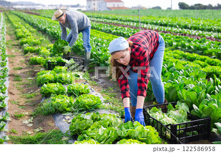 Gardeners husband and wife picking harvest of green lettuce Gardeners husband and wife picking harvest of green lettuce 122586958