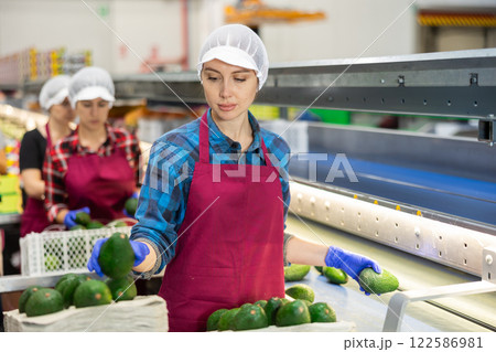 Female worker of fruit sorting factory checking avocados on conveyor belt Female worker of fruit sorting factory checking avocados on conveyor belt 122586981