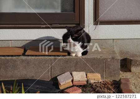 寒い朝に外で座っている猫 寒い朝に外で座っている猫 122587271