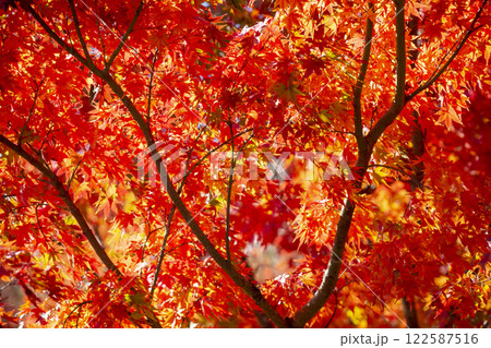 紅葉 122587516