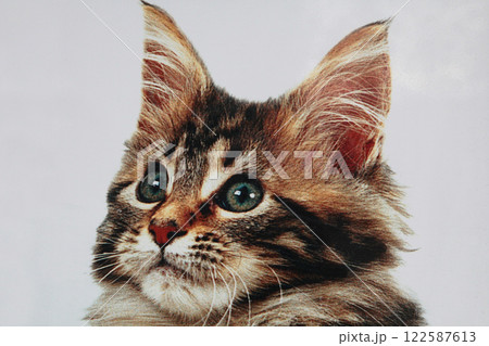 何みてるの?! 何か面白いもの見つけたの？キジトラ猫ちゃん 122587613