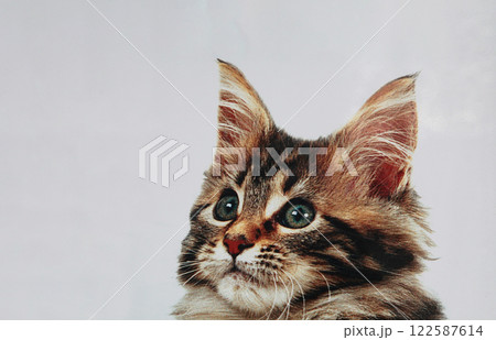 何みてるの?! 何か面白いもの見つけたの?キジトラ猫ちゃん 何みてるの?! 何か面白いもの見つけたの?キジトラ猫ちゃん 122587614