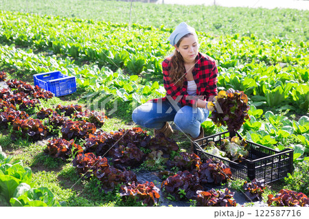 Farmers harvests red salad on field 122587716