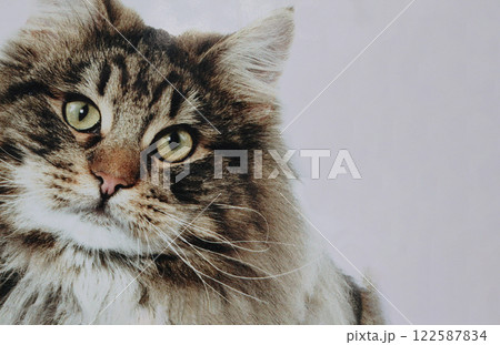 何みてるの?! 何か面白いもの見つけたの？サバトラ猫ちゃん 122587834