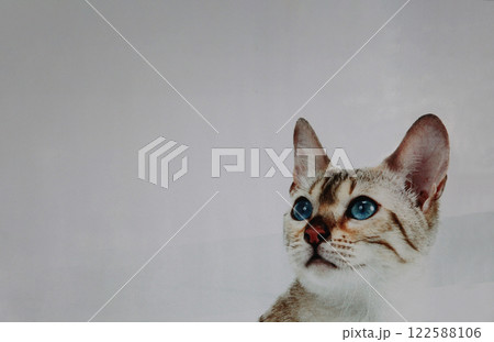 何みてるの?! 何か面白いもの見つけたの?サバトラ猫ちゃん 何みてるの?! 何か面白いもの見つけたの?サバトラ猫ちゃん 122588106