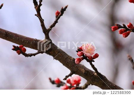 公園に咲く杏子の花 122588300