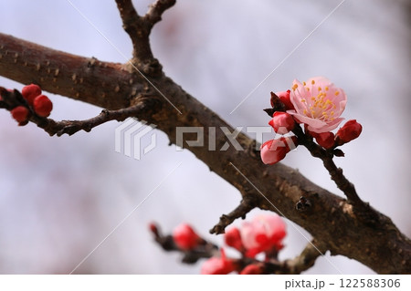 公園に咲く杏子の花 122588306