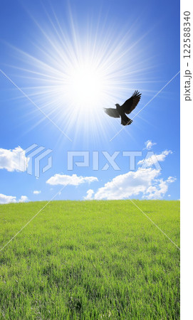 bird soars under bright sun in clear blue sky 122588340