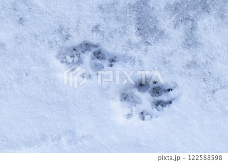 雪と犬の足跡 雪と犬の足跡 122588598