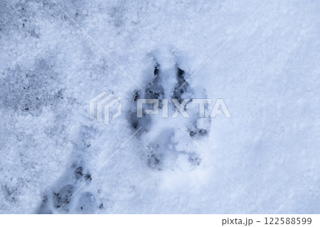 雪と犬の足跡 雪と犬の足跡 122588599
