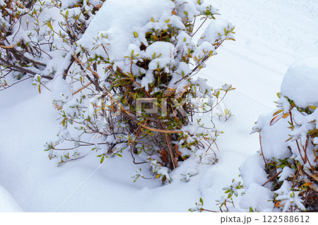 冬支度　雪囲い 122588612