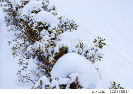 冬支度 雪囲い 冬支度 雪囲い 122588614