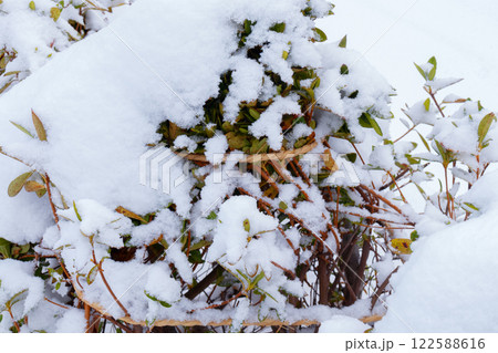 冬支度 雪囲い 冬支度 雪囲い 122588616
