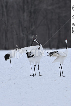 丹頂鶴・鳴き合い 丹頂鶴・鳴き合い 122588989