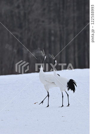 丹頂鶴・鳴き合い 122588993