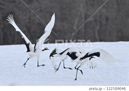 丹頂鶴・助走 122589046