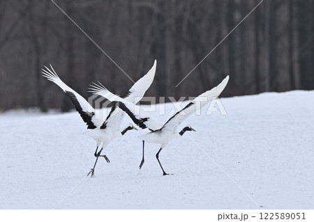 丹頂鶴・助走 122589051
